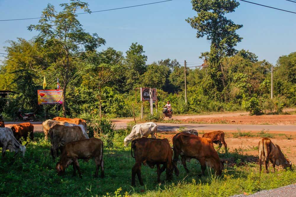 køer i thailand