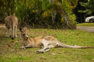 det bedste sted at se vilde kænguruer i Australien