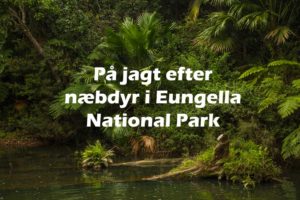 Rejseblog: Næbdyr i Eungella National Park, Queensland