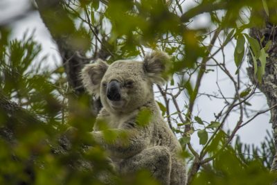 hvor kan man se koalaer i Australien