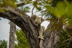 det bedste sted at spotte vilde koalaer i Australien