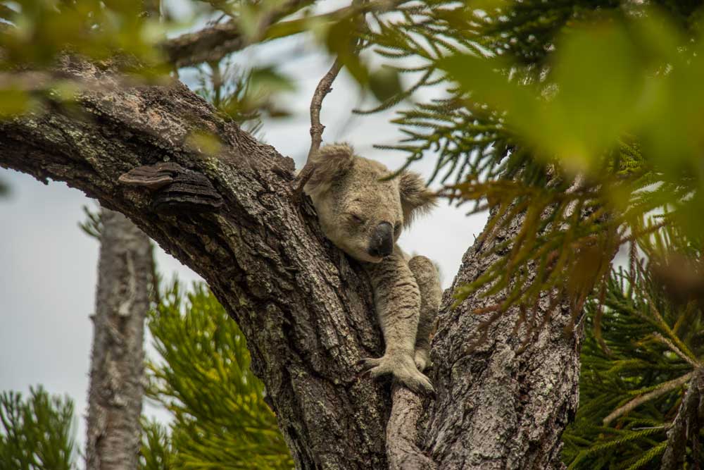 The Forts Walk – det bedste sted at se vilde koalaer i Australien!