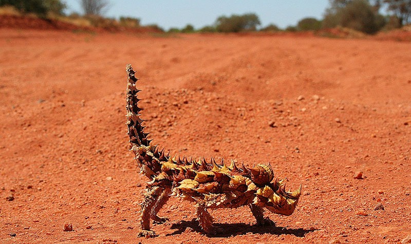 thorny devil - vilde dyr i australien