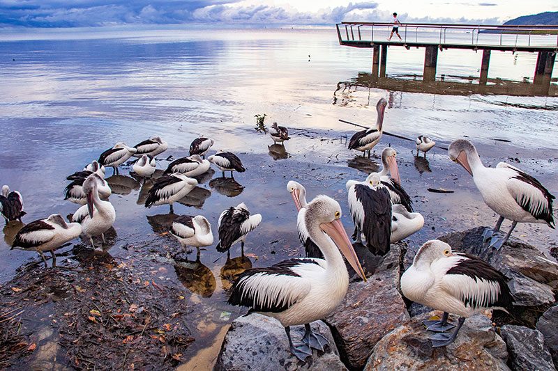pelikaner i cairns