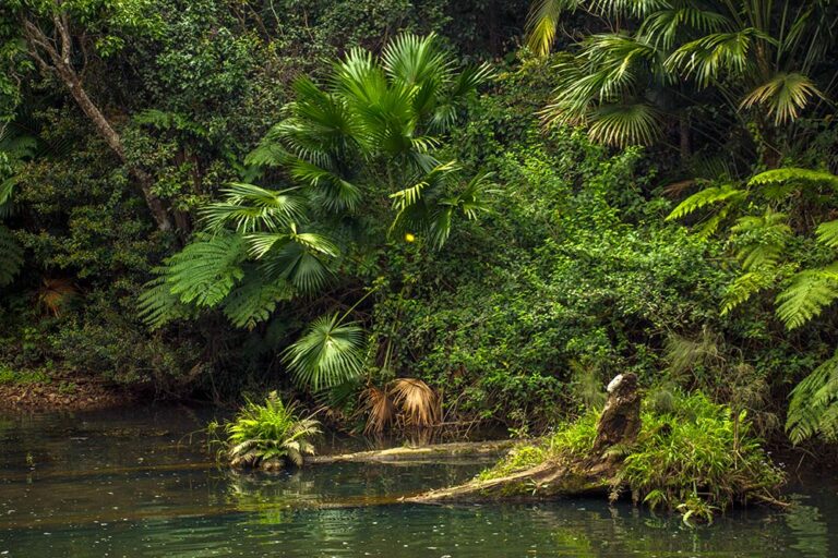 Rejseblog: Næbdyr i Eungella National Park, Queensland