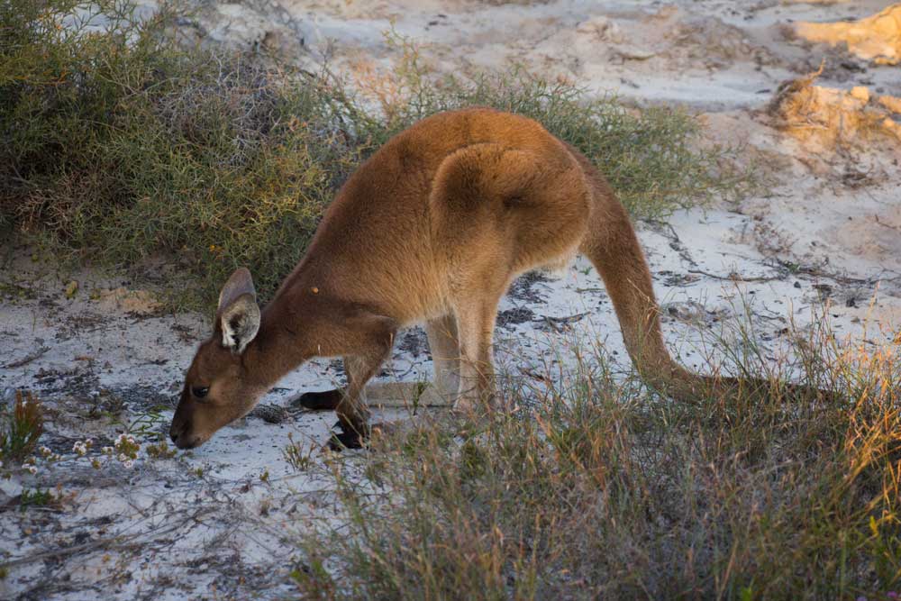 kænguru i vestaustralien