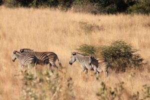 Billig safari i Kruger National park, Sydafrika
