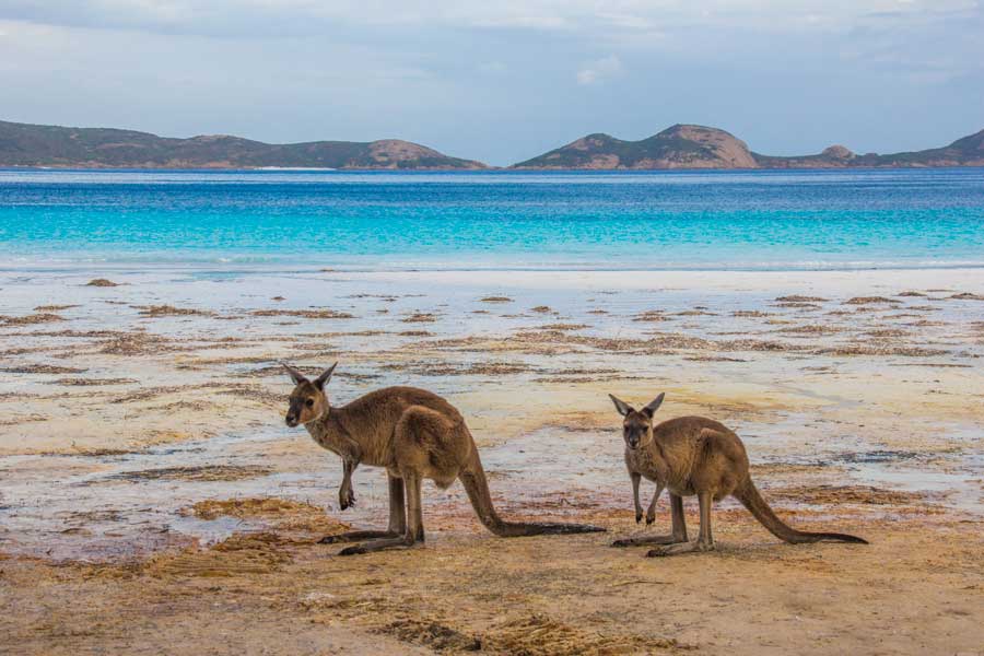 vilde kænguruer i cape le grand national park, australien