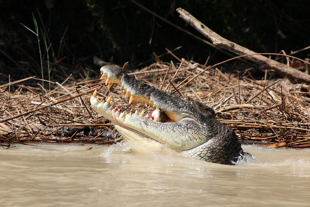 krokodille i kakadu national park