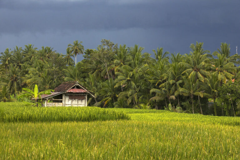 regnsæson på bali