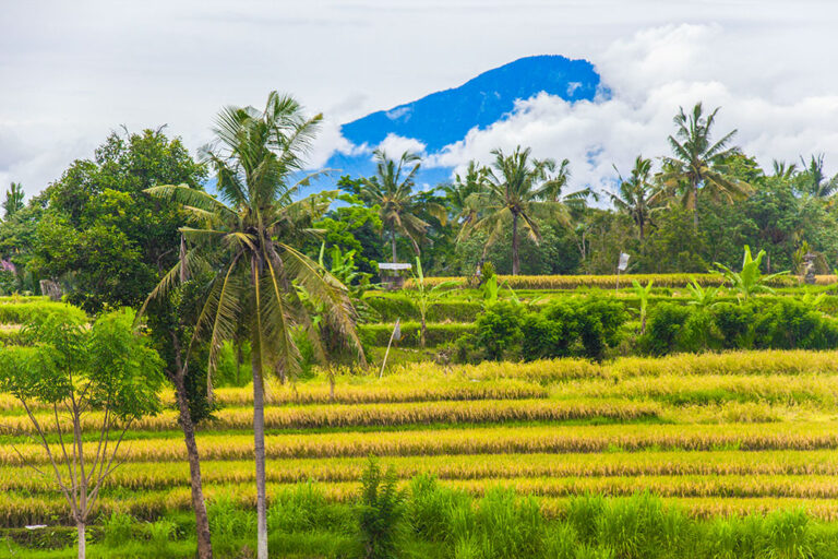 rismarker i Ubud