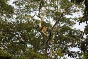 På jagt efter orangutanger: Safari på Kinabatangan-floden, Borneo, Malaysia