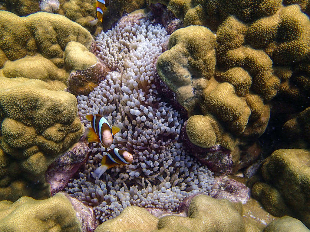 klovnfisk på great barrier reef