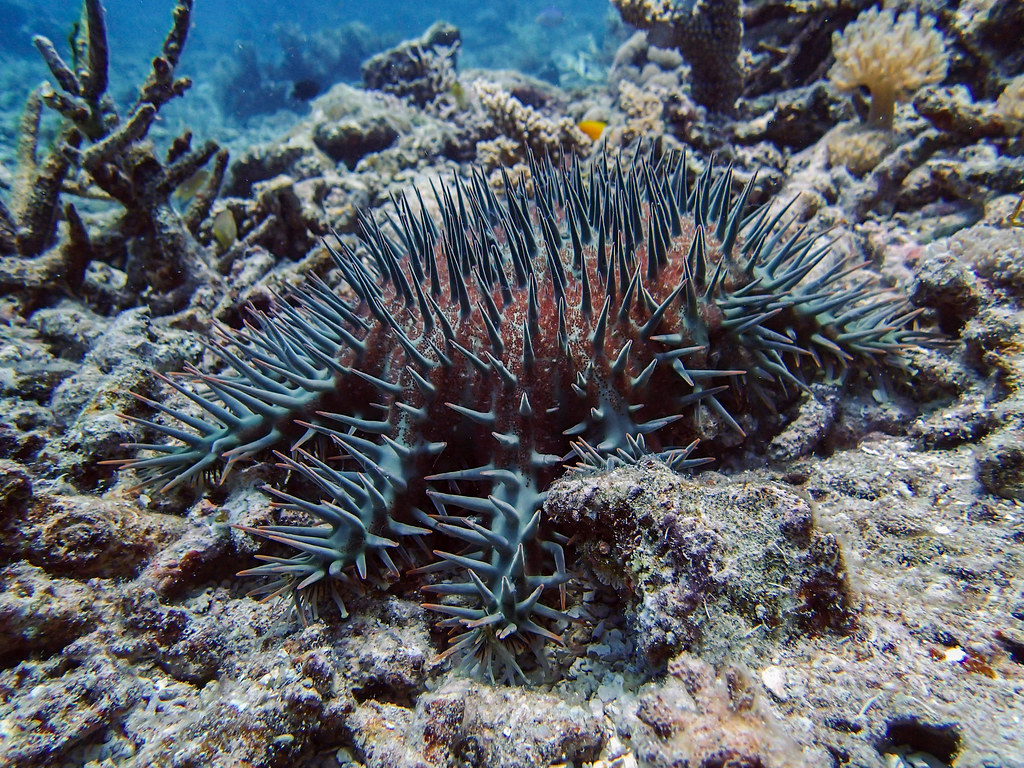 crown of thorn starfish