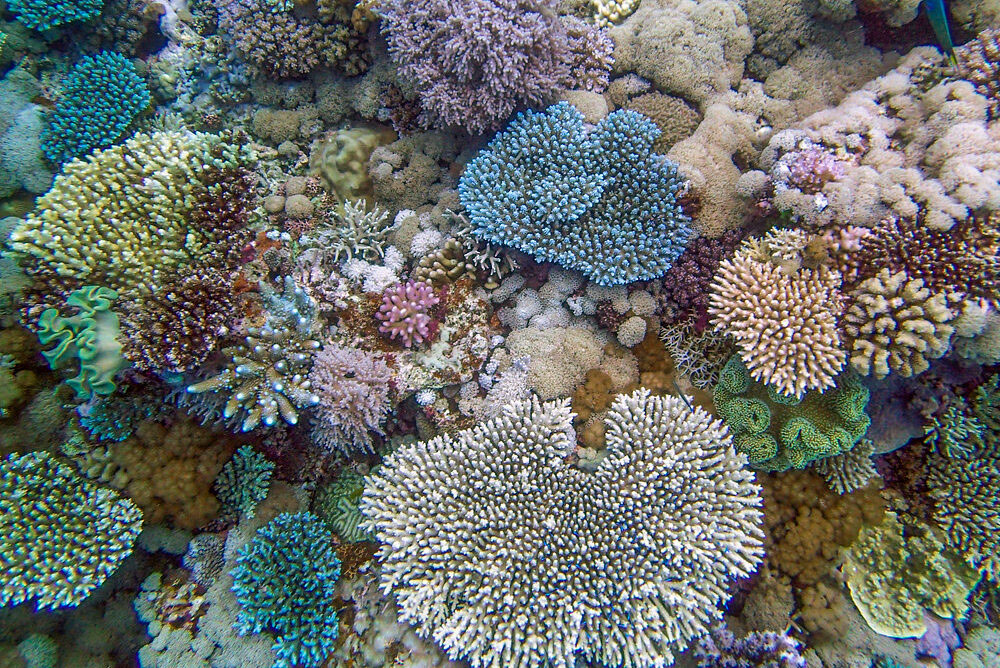 Snorkeling og dykning på Great Barrier Reef