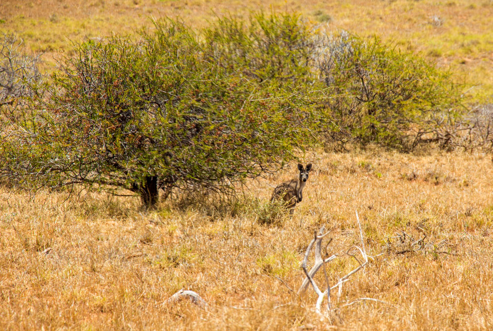 kænguru i Cape Range National Park