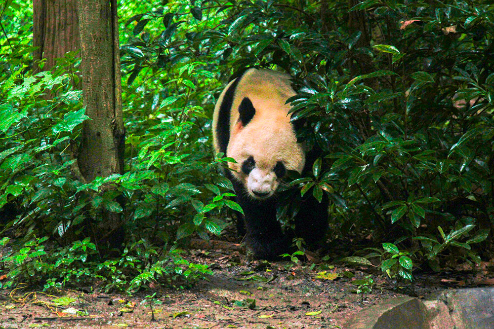 pandaer i kina