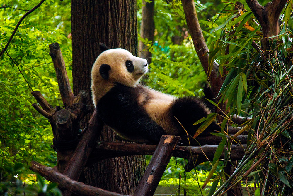 En dag med søde pandaer i Chengdu