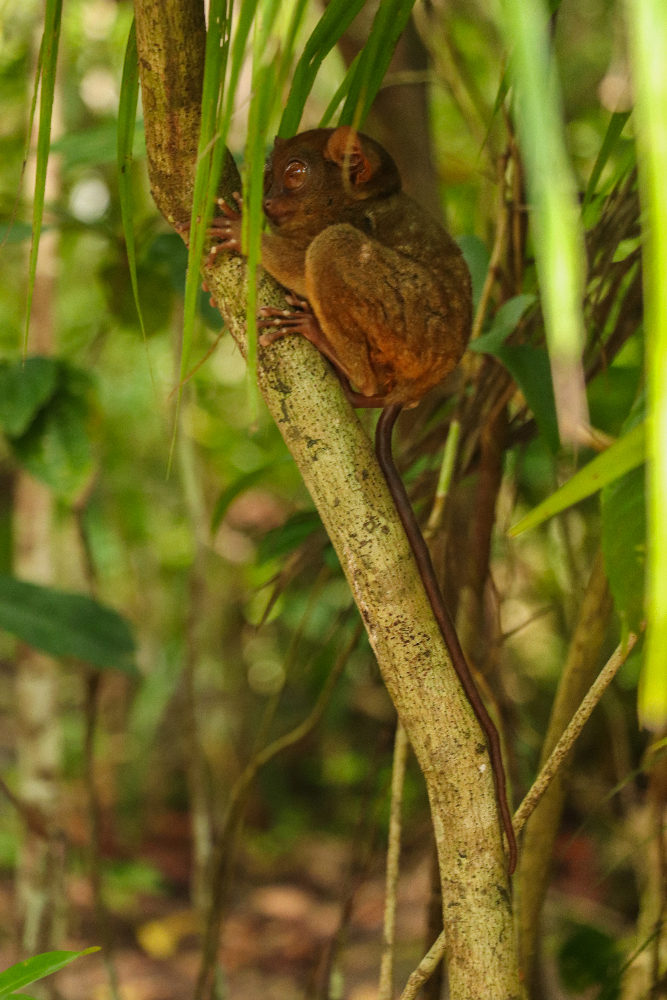 filippinsk tarsier
