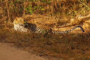leopard i Sri Lanka