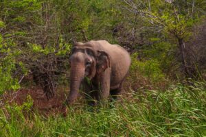 elefant i Sri Lanka