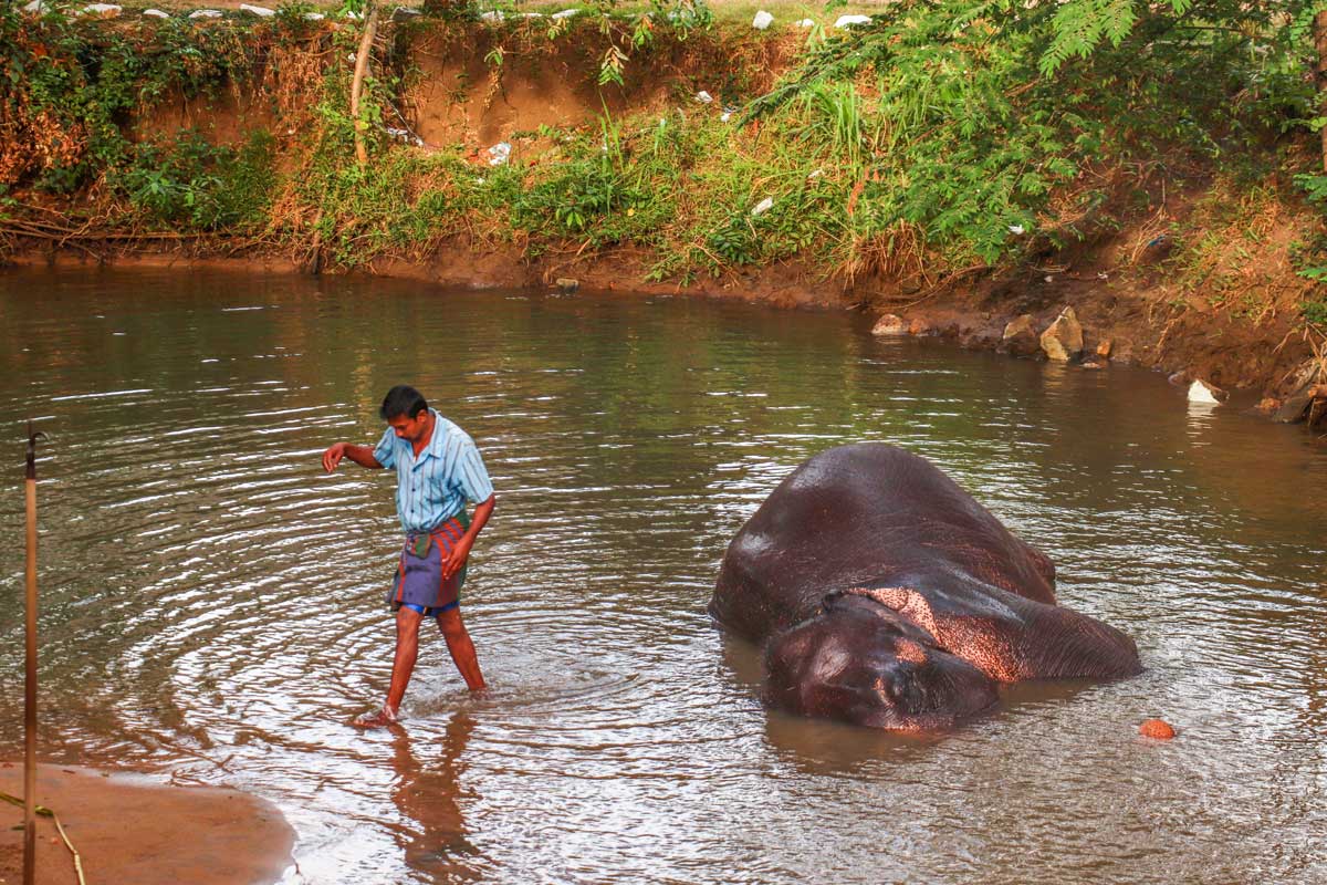 bade elefanter i Sri Lanka
