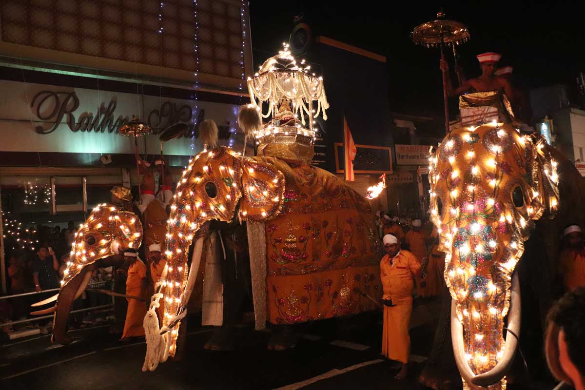 elefanter i Esala Perahera-paraden