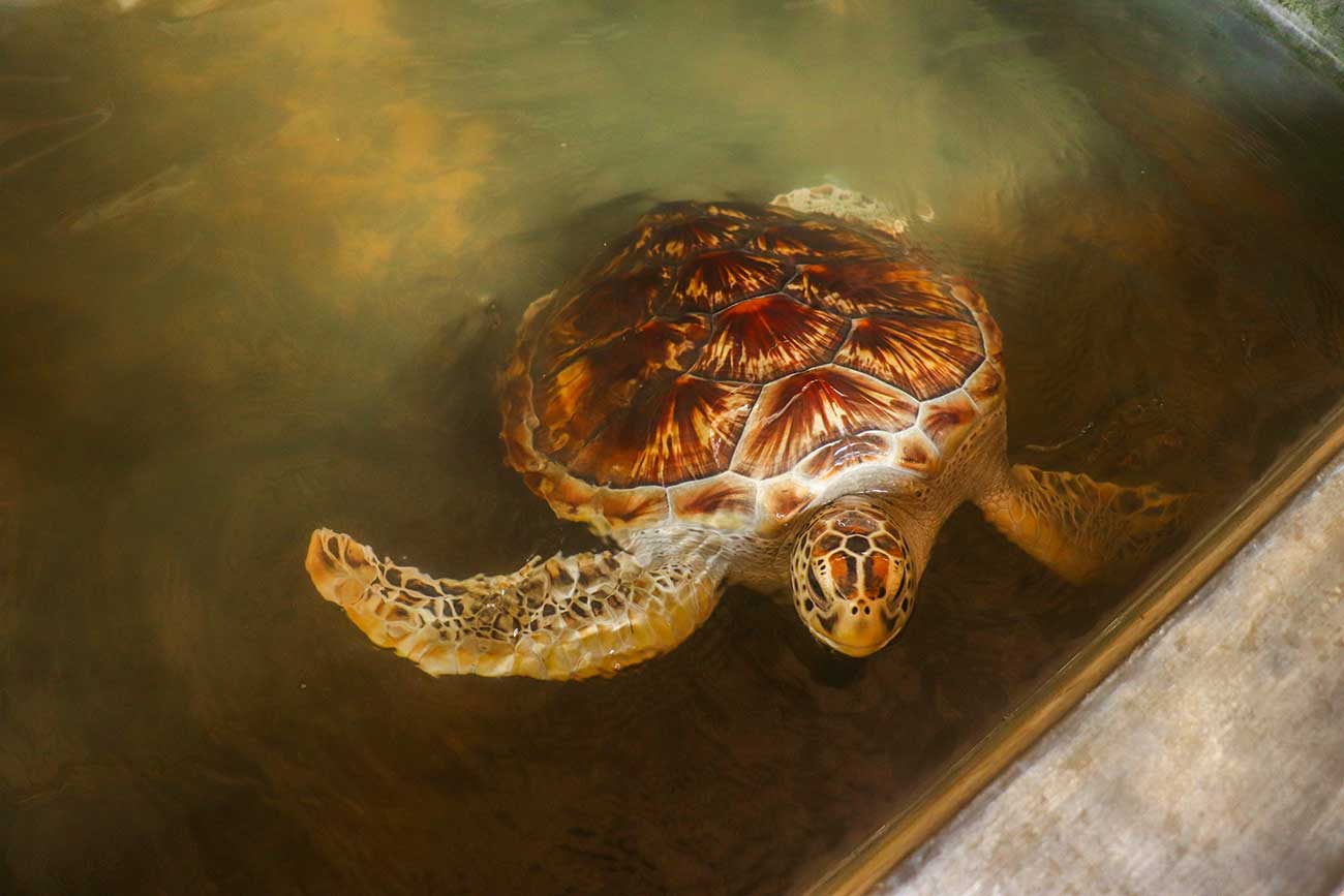 Besøg på et center for havskildpadder i Sri Lanka – Er det etisk korrekt?