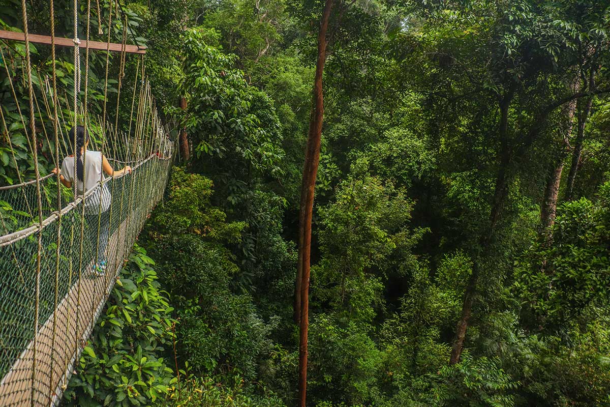 canopy walkway, taman negara, Malaysia