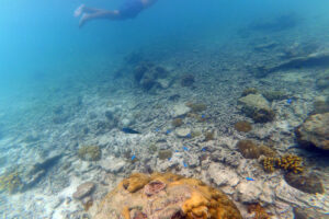 døde koraller, filippinerne