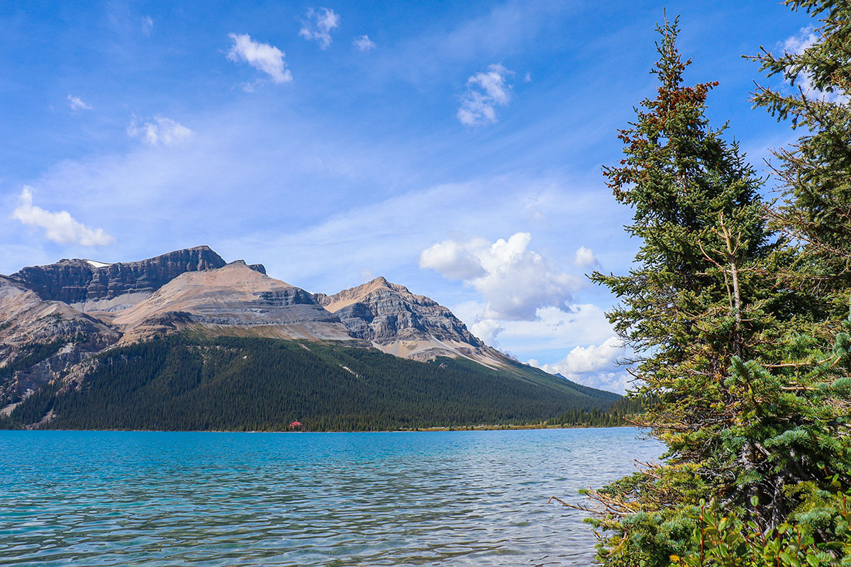 bow lake, jasper national park, Canada