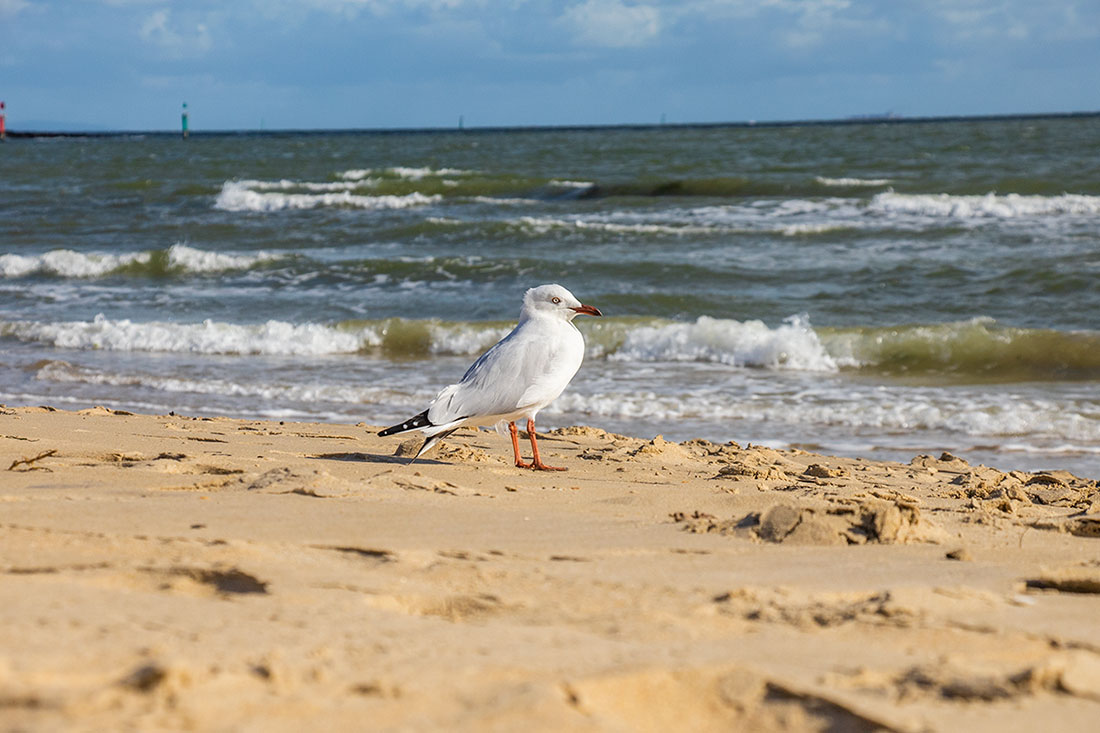 må på st. kilda beach, melbourne