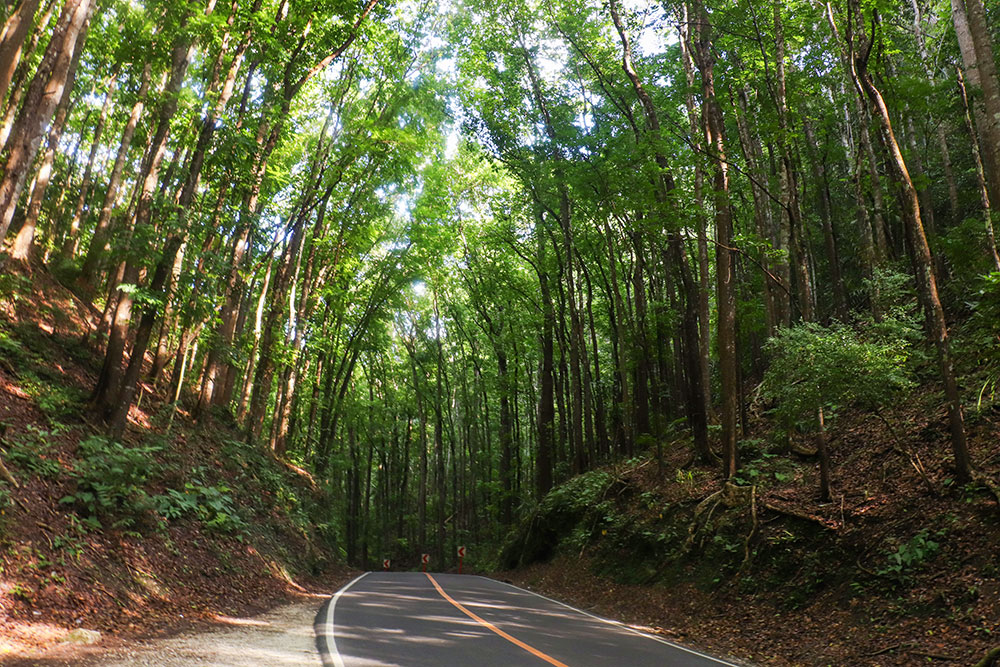 man-made forest, bohol, filippinerne