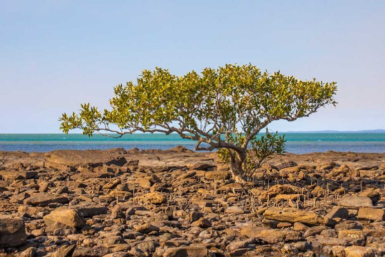 port vernon, Hervey Bay