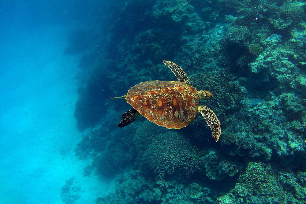 skildpadde ved lady musgrave island