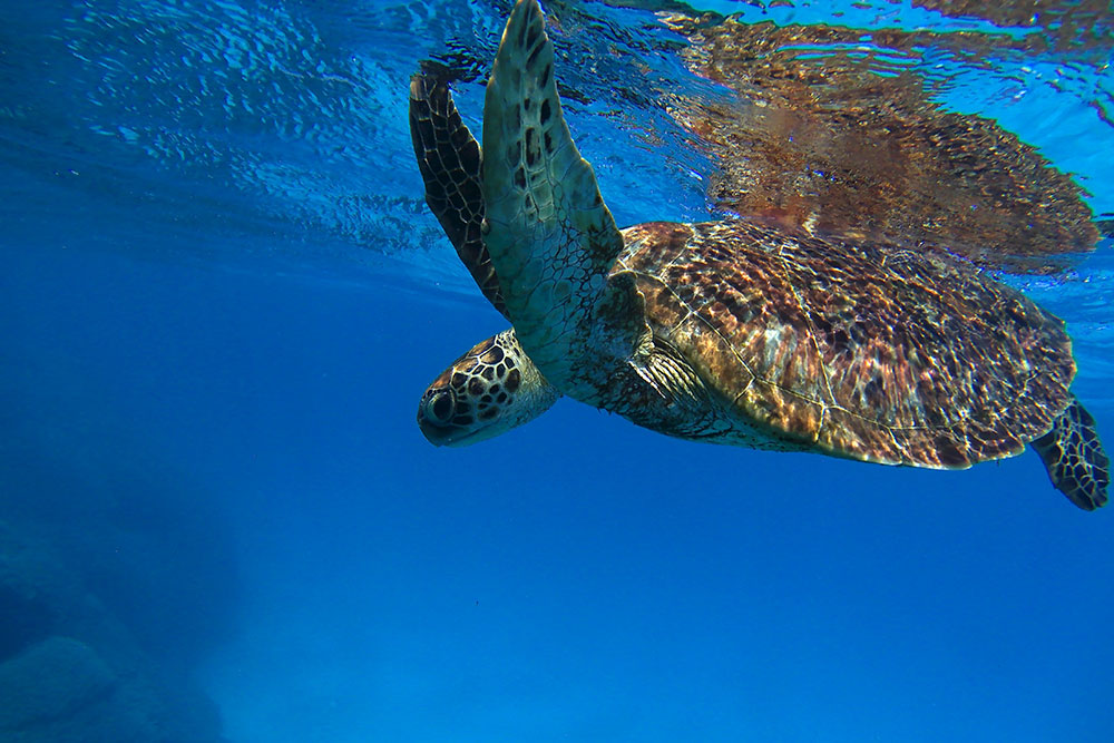 snorkelling ved lady musgrave island