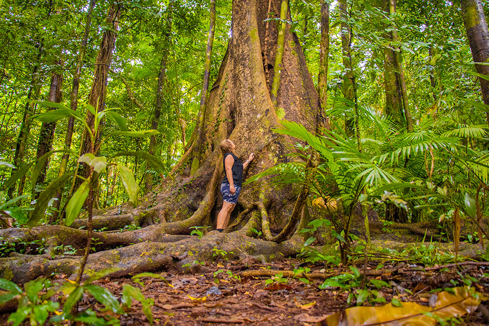 Daintree National Park – På eventyr i en af verdens ældste regnskove