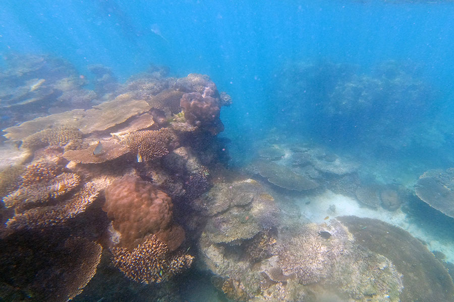 ningaloo reef i vestaustralien