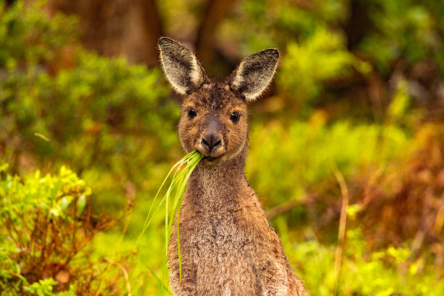 kænguru i Porongurup National Park, western australia