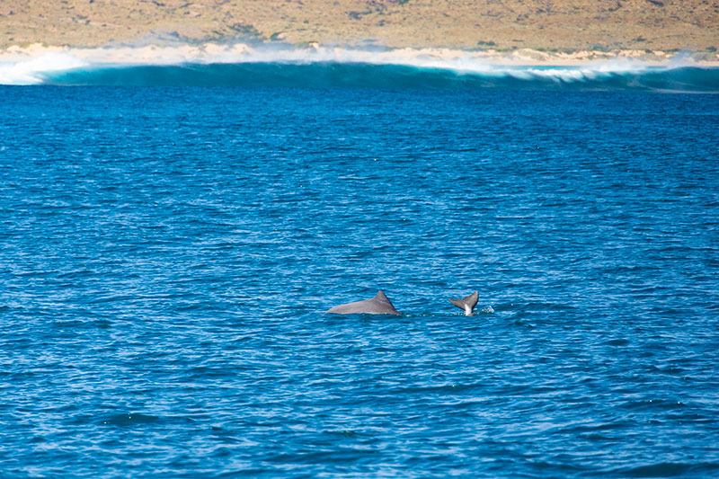 australian humpback dolphins
