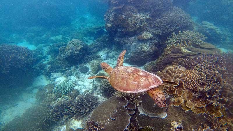 grøn havskildpadde på lady elliot island
