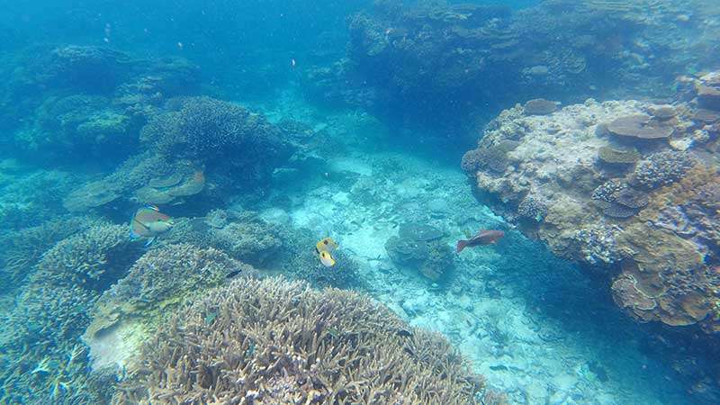 koralrevet ved Lady Elliot Island