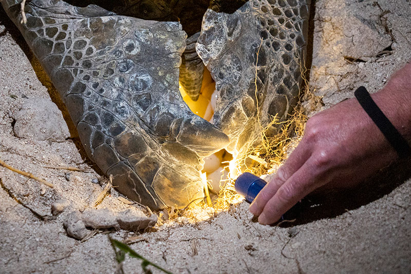 skildpadde lægger æg på lady elliot island