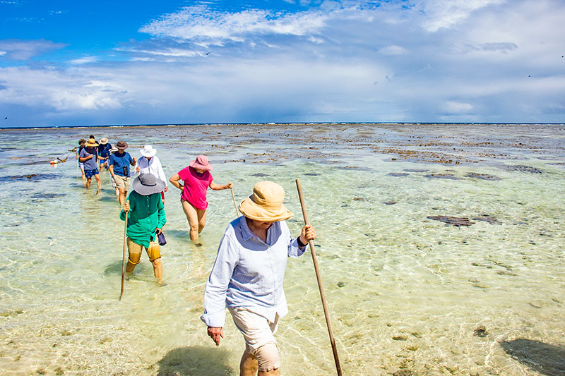 reef walk på lady elliot island