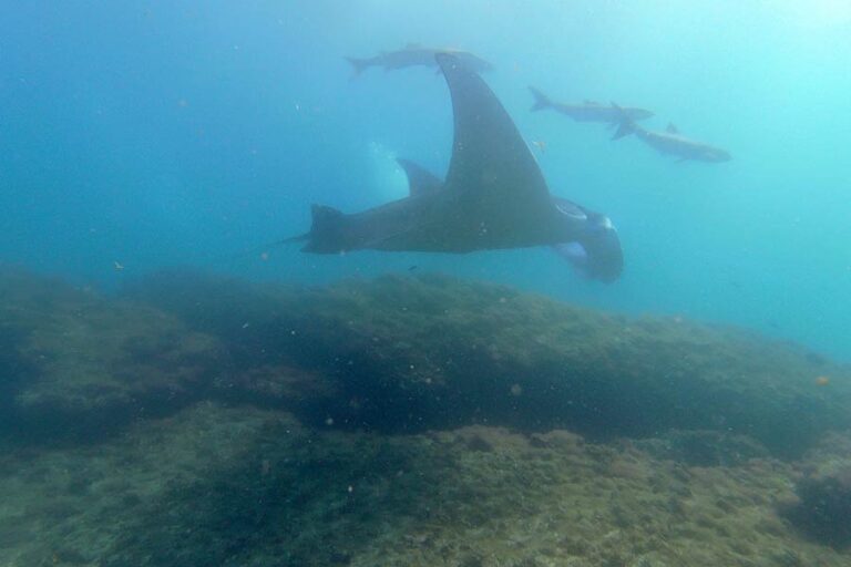 manta ray, dykning, minjerribah