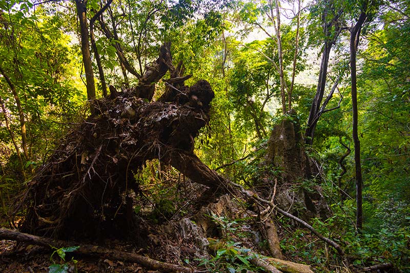 junglen i guatemala